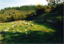 The city of Ancient Thasos. Artemis sanctuary