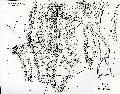 Τοπογραφικό διάγραμμα της Στράτου κατά L. Heuzey