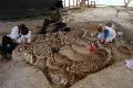 Cleaning and consolidation of the skeletons of horse burial B.