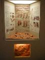Προθήκη αίθουσας 4-5: οστέινα και λίθινα εργαλεία από το παλαιολιθικό ορυχείο ώχρας στις Τζίνες