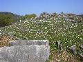 The graves of the tumulus