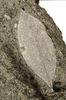 Imprint of laurel leaf