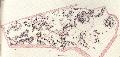 Plan of the tumuli