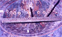 Wall paintings in the choros apse