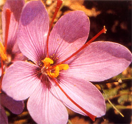 View of the saffron flower