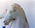 Horse busts