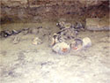  in situ     