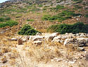 Concentration area of ancient building material at Phalasarna