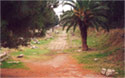 Decumanus