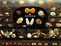 © Goulandris Museum of Natural History