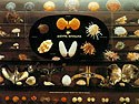 Display of bivalvular molluscs from various parts of the world
