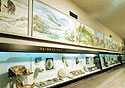 View of the Palaeontology Room.