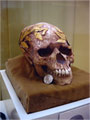 The head with the golden wreath